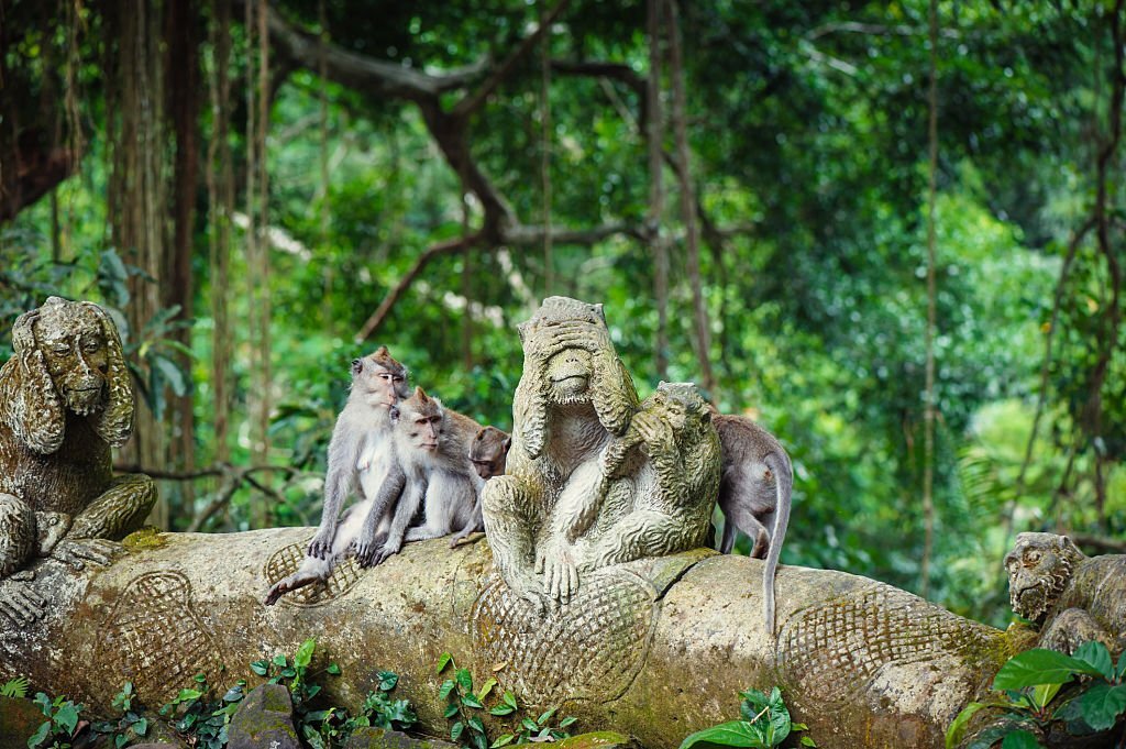Monyet Beraksi di Monkey Forest Ubud Bali