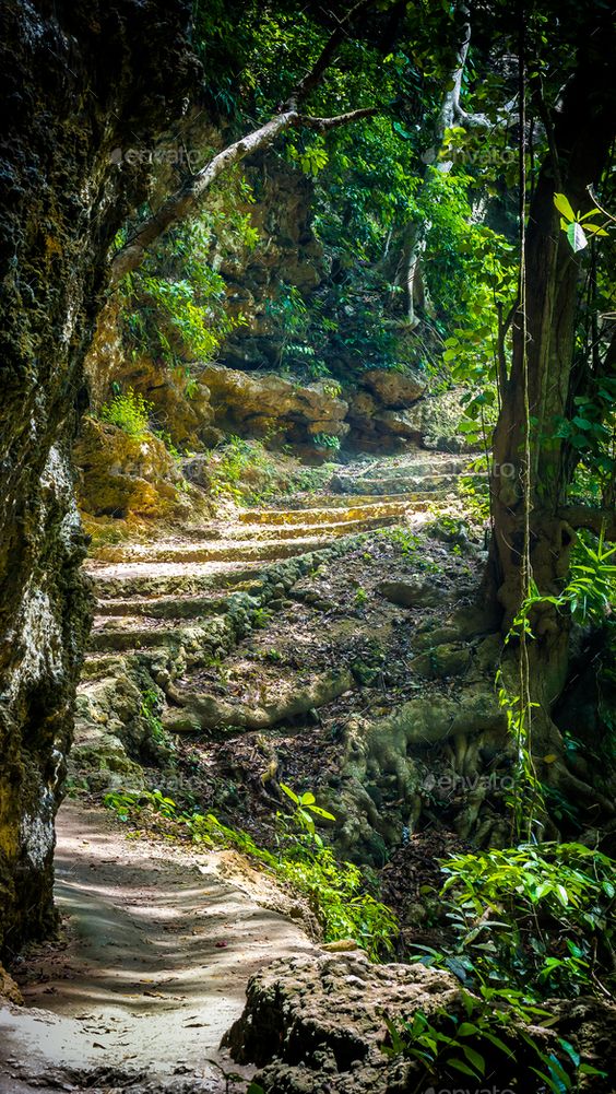 Hutan Tembeling